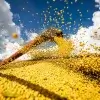 Produção agrícola brasileira superou R$ 927 bilhões em 2025